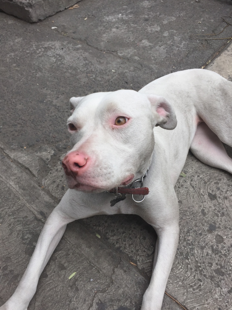 A white pit bull lays on the streets of Mexico City.