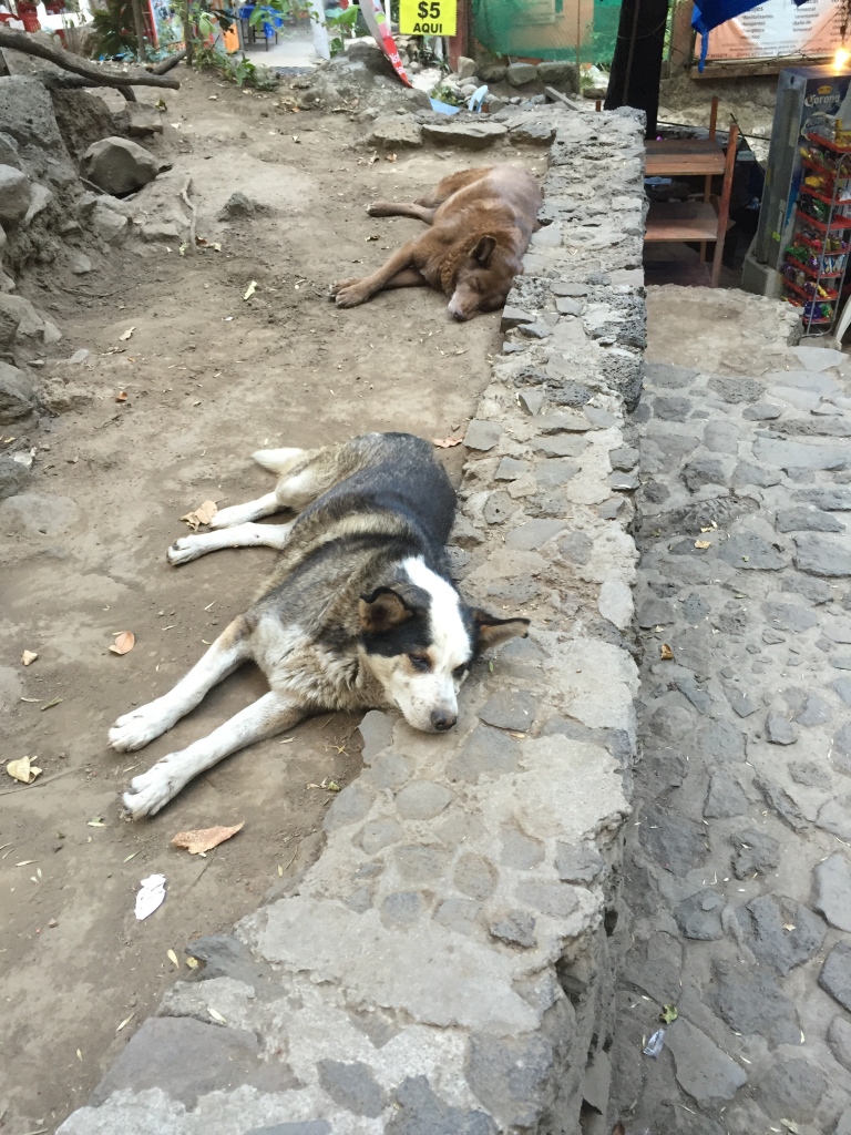 Two fat dogs sleeping in the dirt in Tepoztlan.