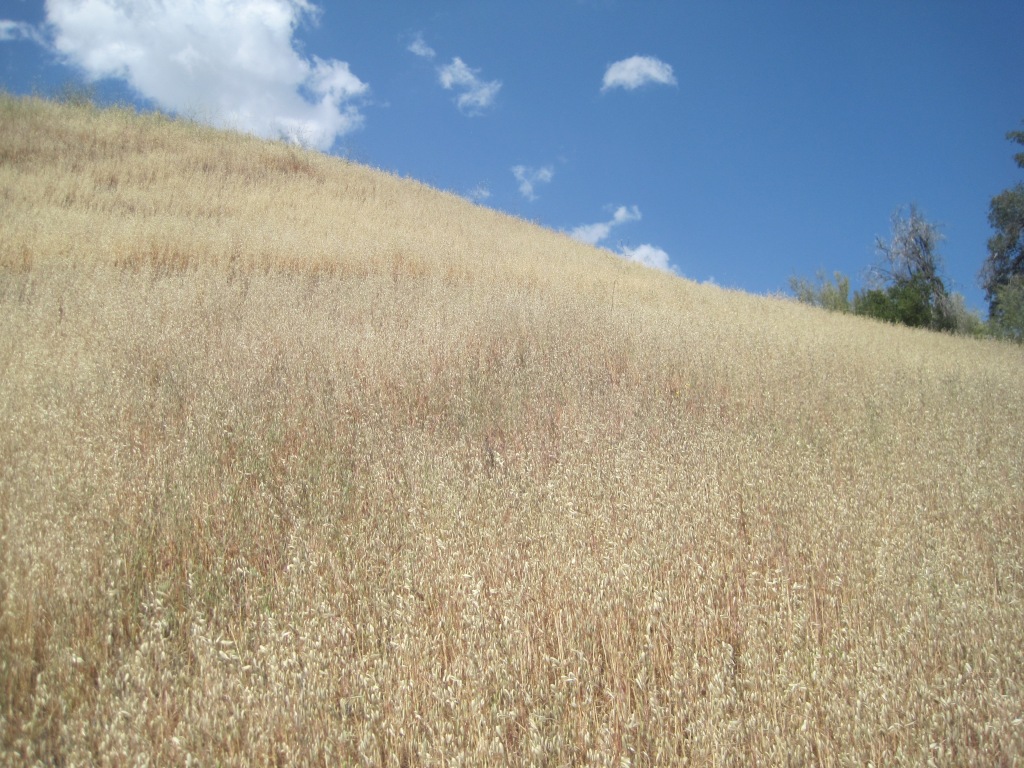 Dry, tall grass covers a mountain hillside.
