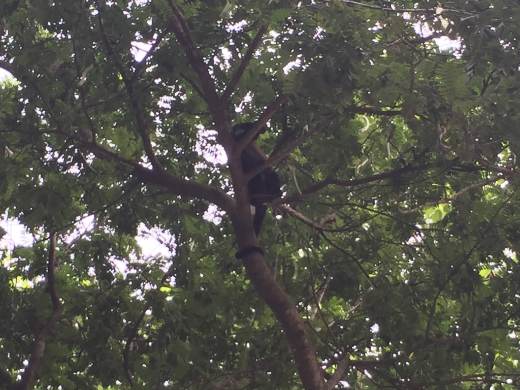 A monkey climbs in a tree in Nosara, Costa Rica.