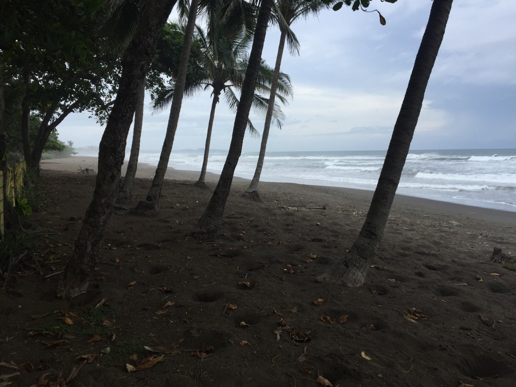 Palm trees line a black sand beach in Costa Rica.