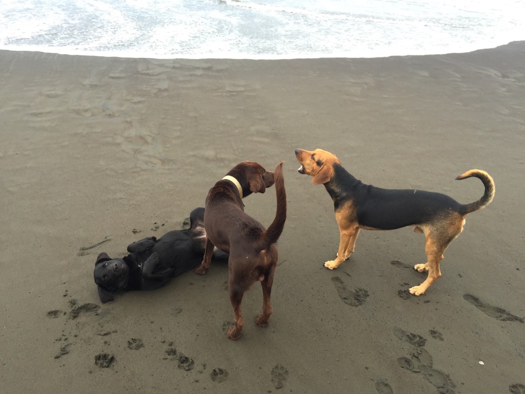 Three stray dogs play on the beach at Playa Avellanas in Costa Rica.