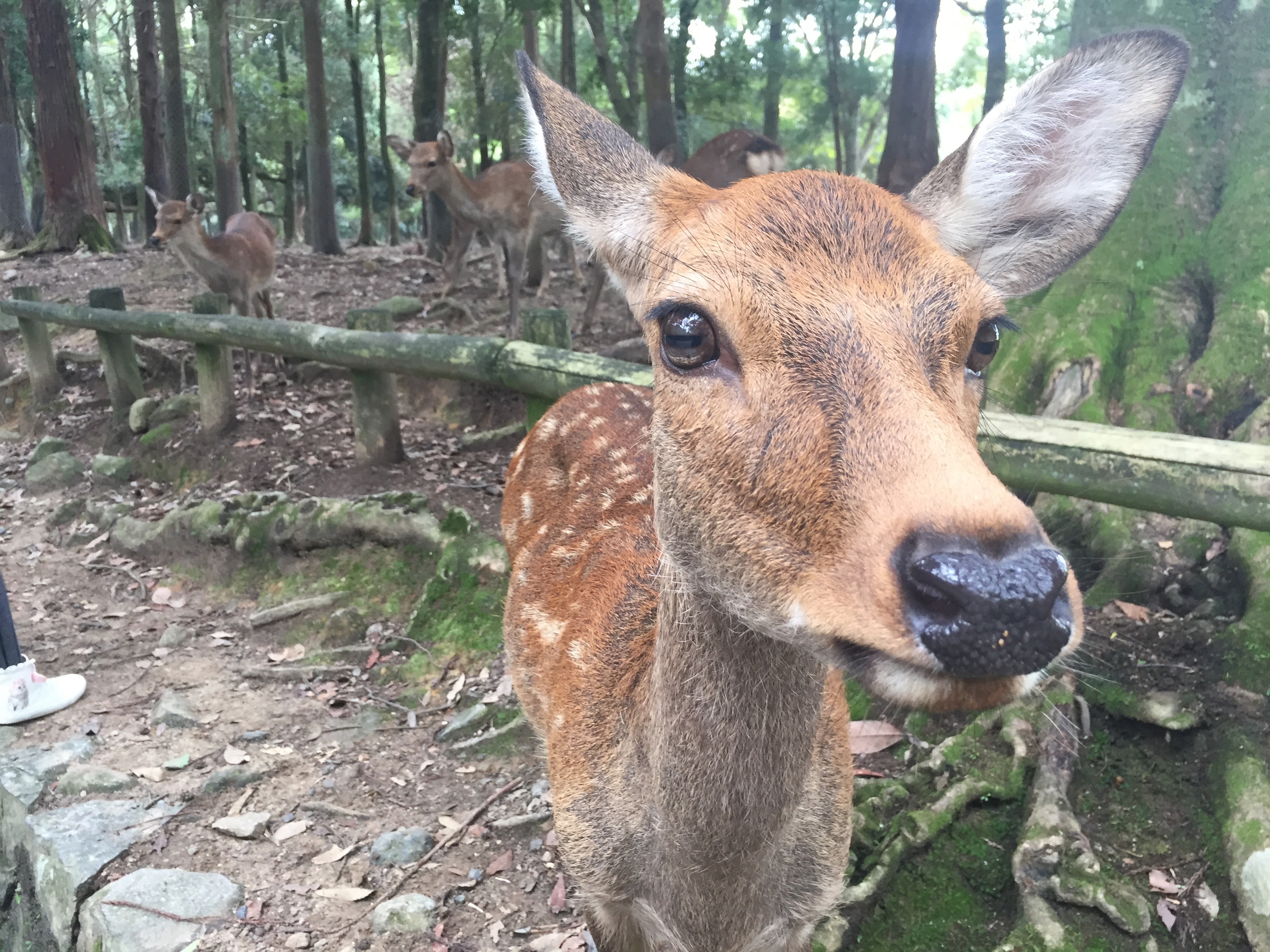 Nara: Where the sacred deer roam free