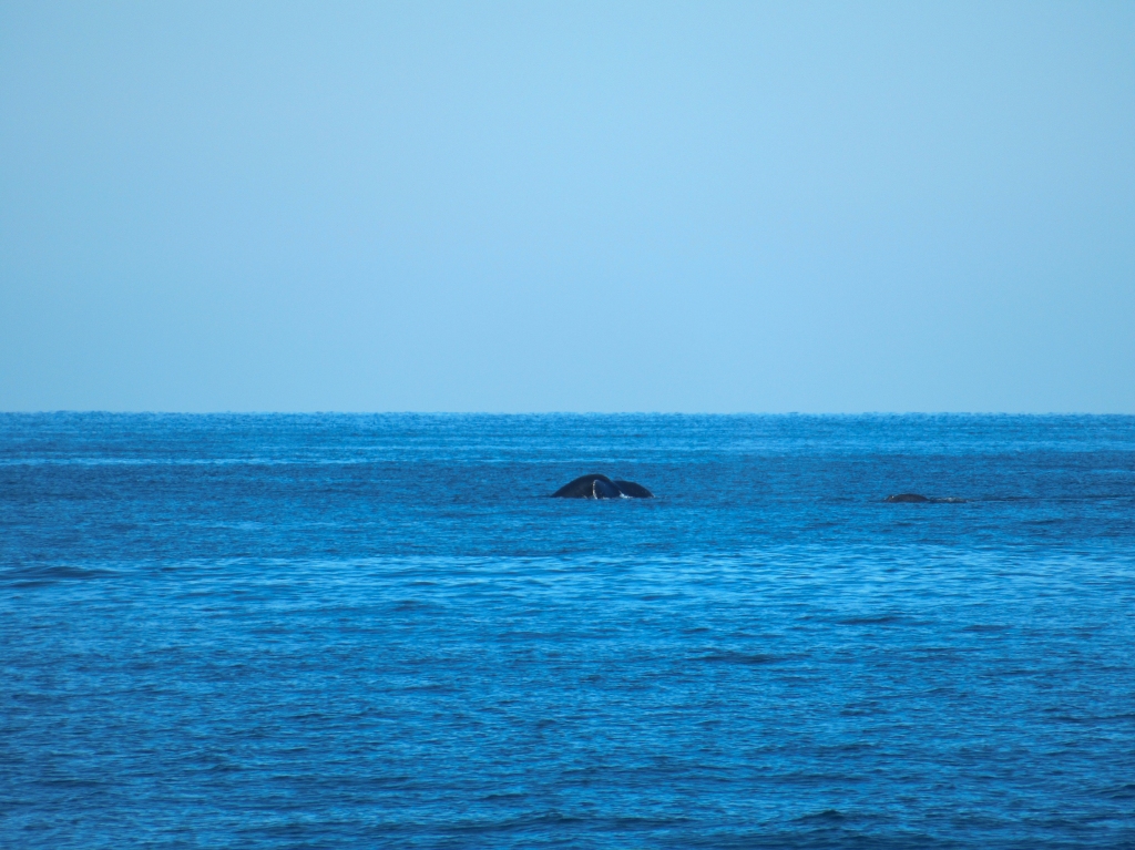 A whale surfaces in banderas bay.