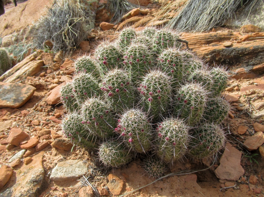 Cactus in Zion National Park.