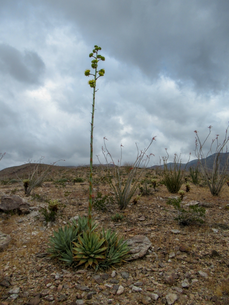 Agave and ocotillo in the Anza Borrego desert.