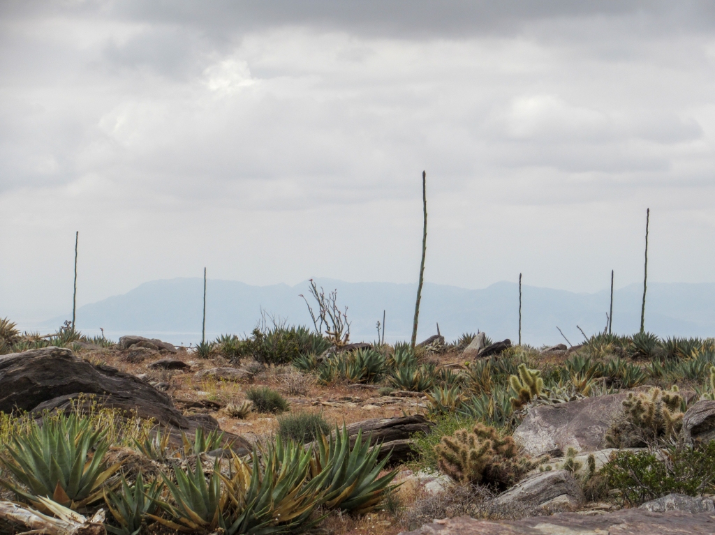 Agave shoots in the Anza Borrego desert.