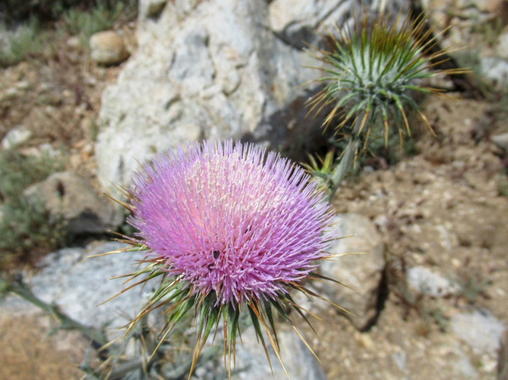 California Thistle flower.