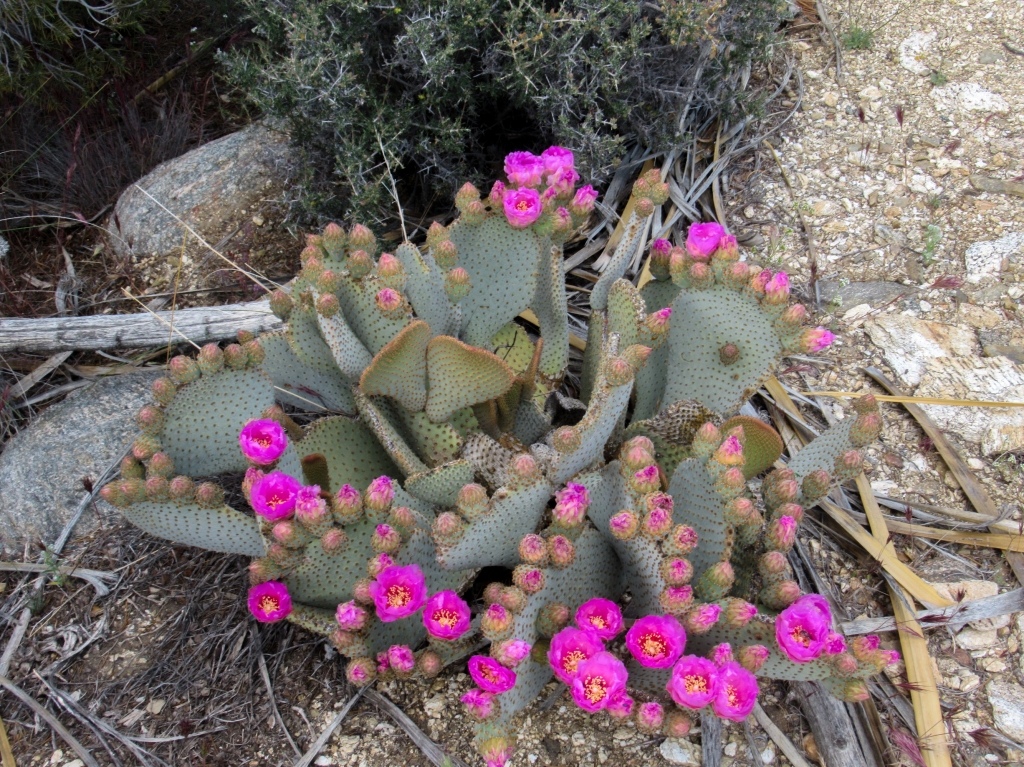 Pink blooming bearvertail cactus.