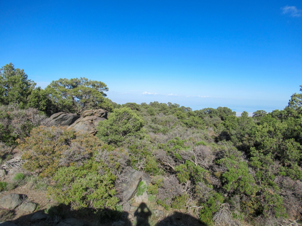 Pinyon Pines on top of Rabbit Peak.