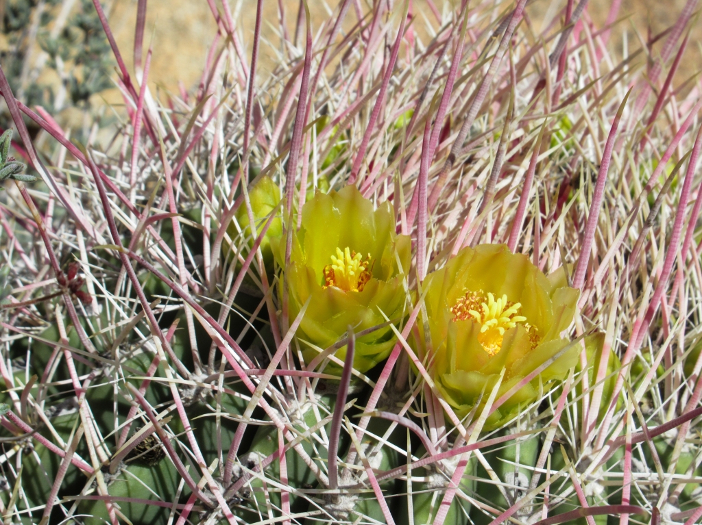 Yellow barrel cactus in bloom in the Anza Borrego desert.