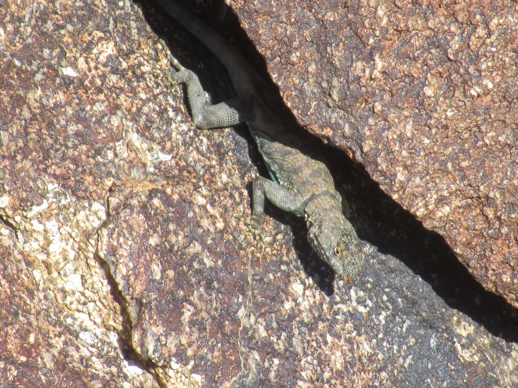 Lizards hiding in the granite boulders on San Ysidro Mountain.