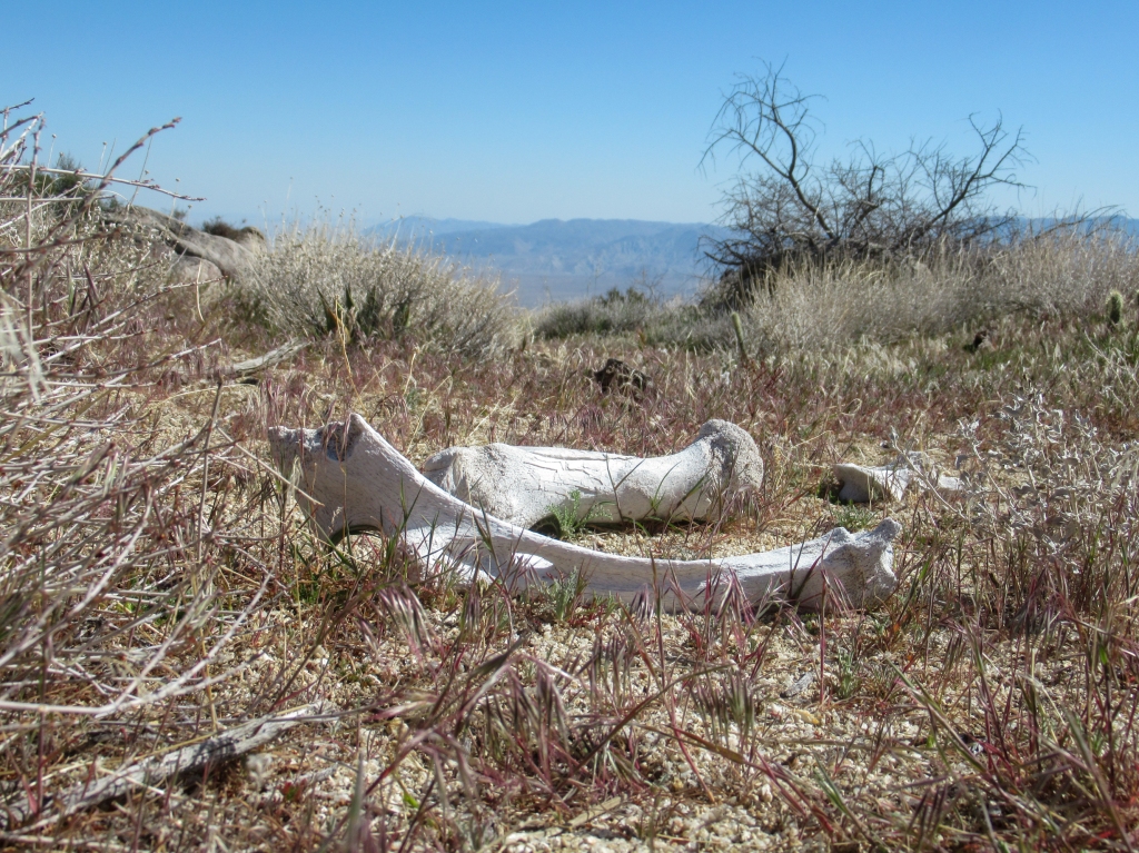 Mule deer skeleton found on San Ysidro Mountain.
