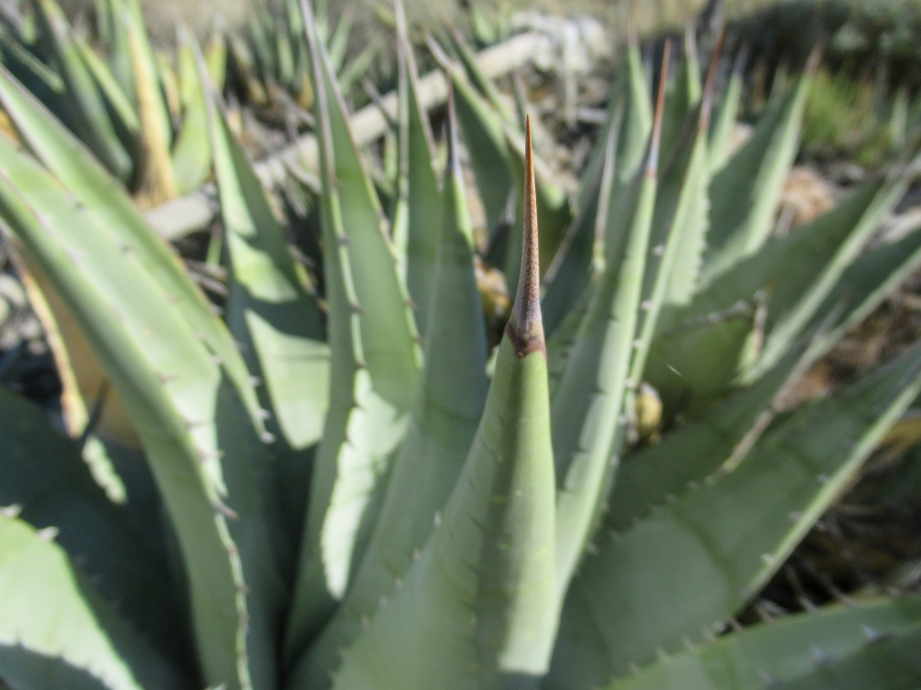 Sharp agave plant in the San Ysidro Mountains.