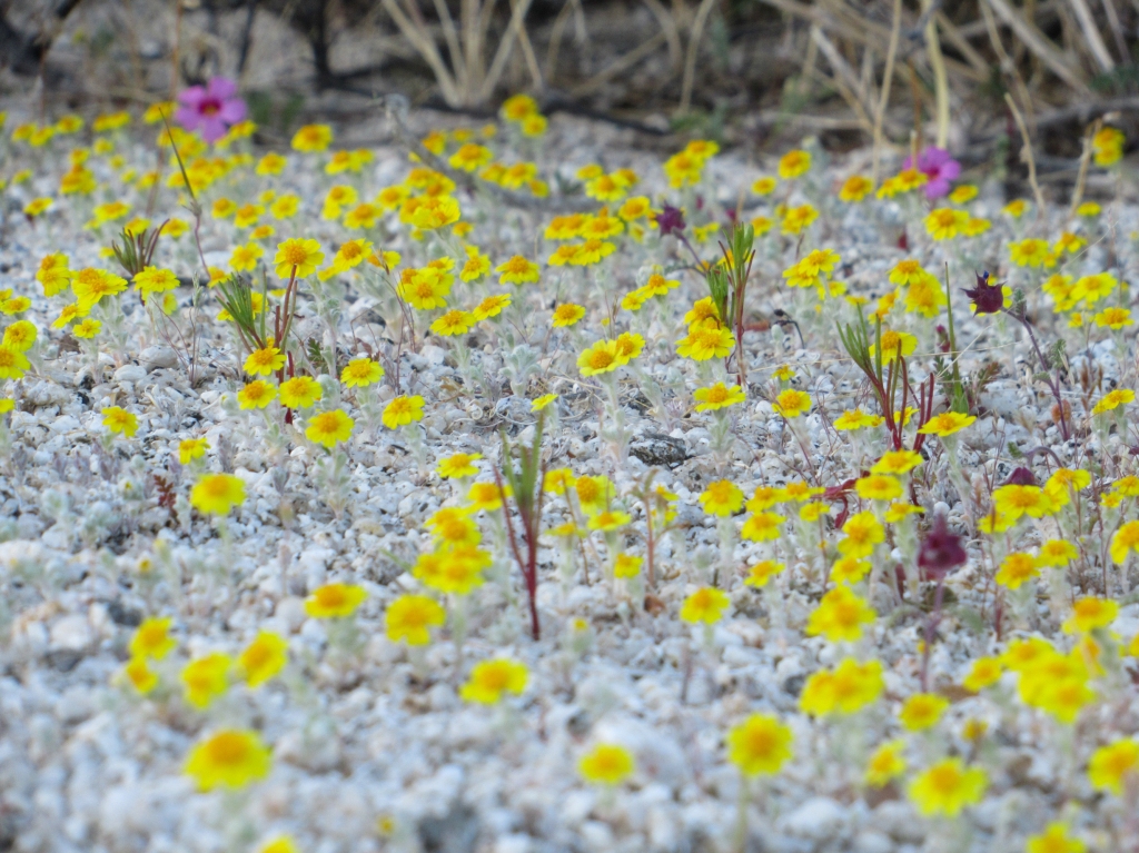 Yellow desert flowers in the Anza Borrego desert.