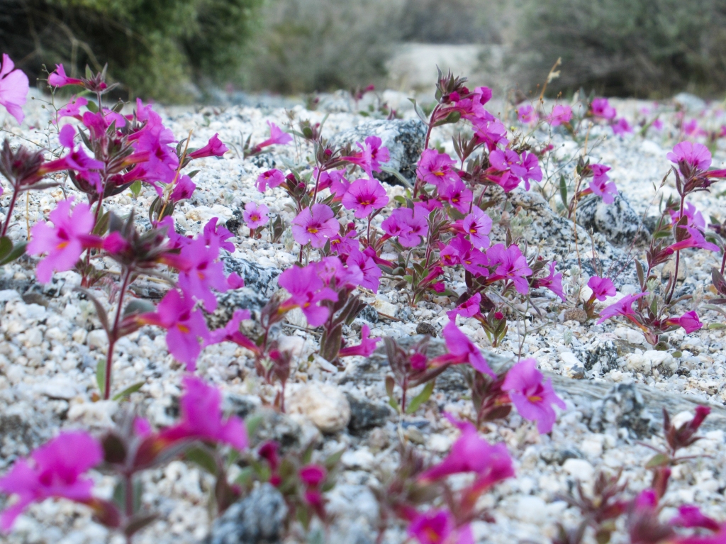 Purple flowers in the Anza Borrego desert.