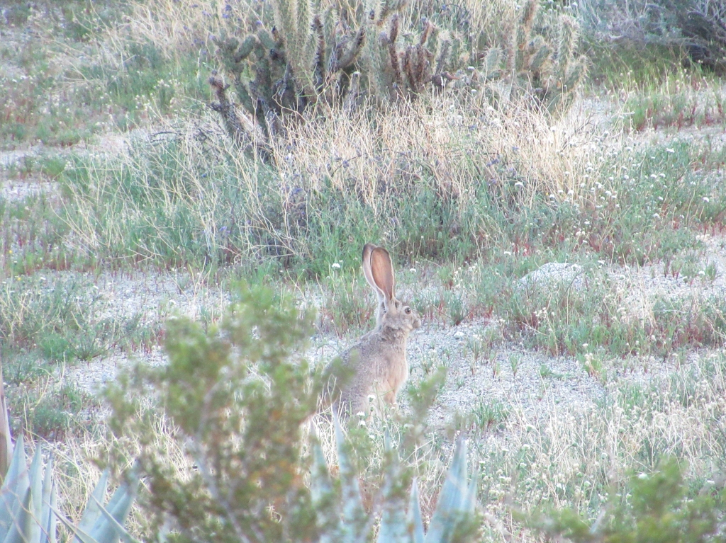 Rabbit listening in the Anza Borrego desert.