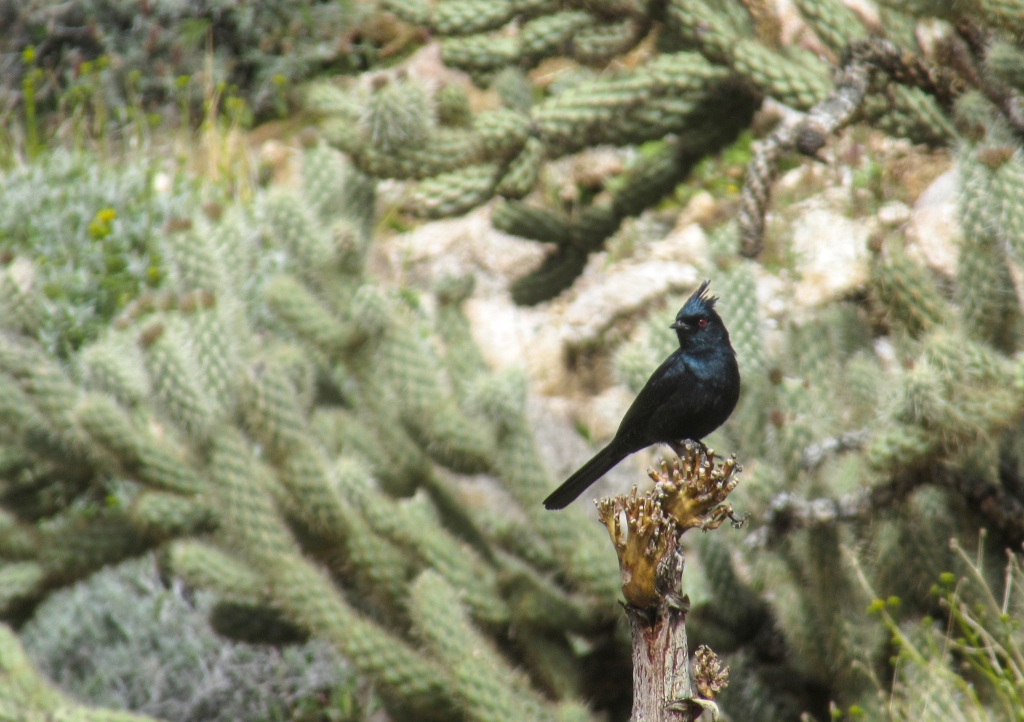 Phainopepla bird on a cactus.