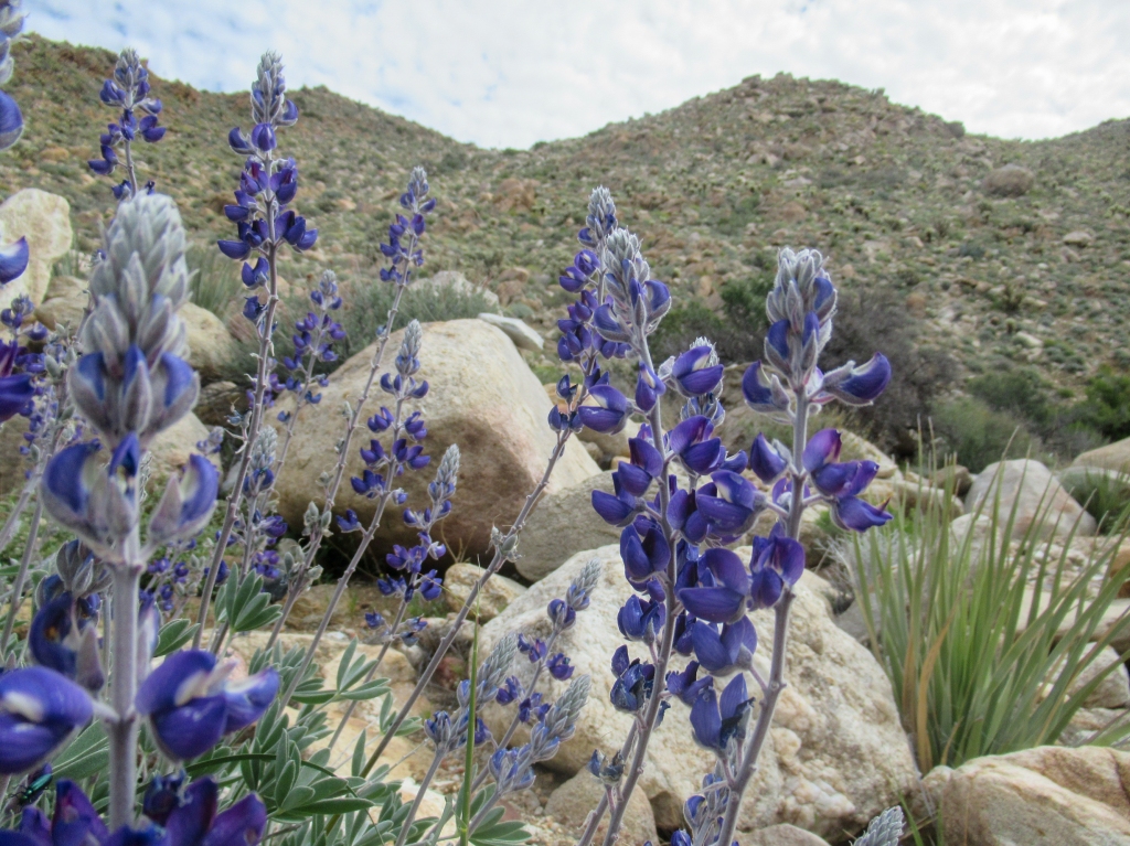 Lupine in Goat Canyon Anza Borrego.