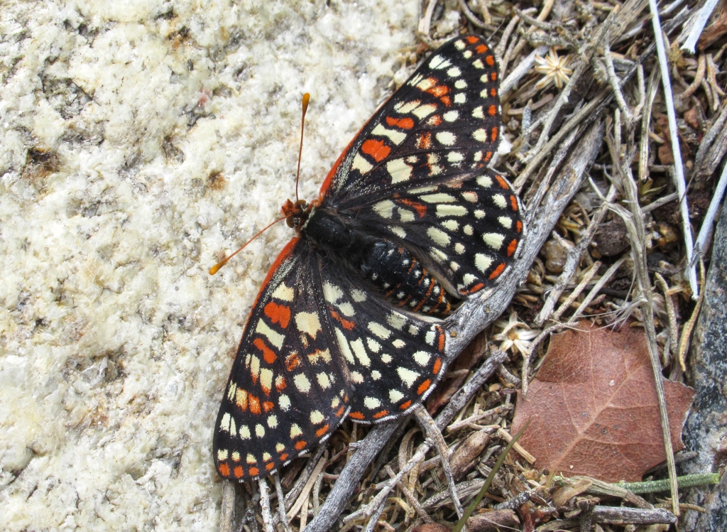 Butterfly in Goat Canyon.