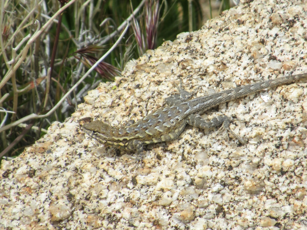 Lizard in Anza Borrego.
