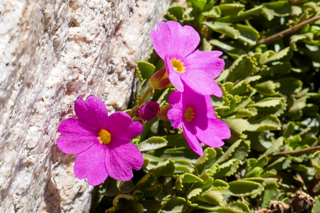 Sierra Primrose Flower.