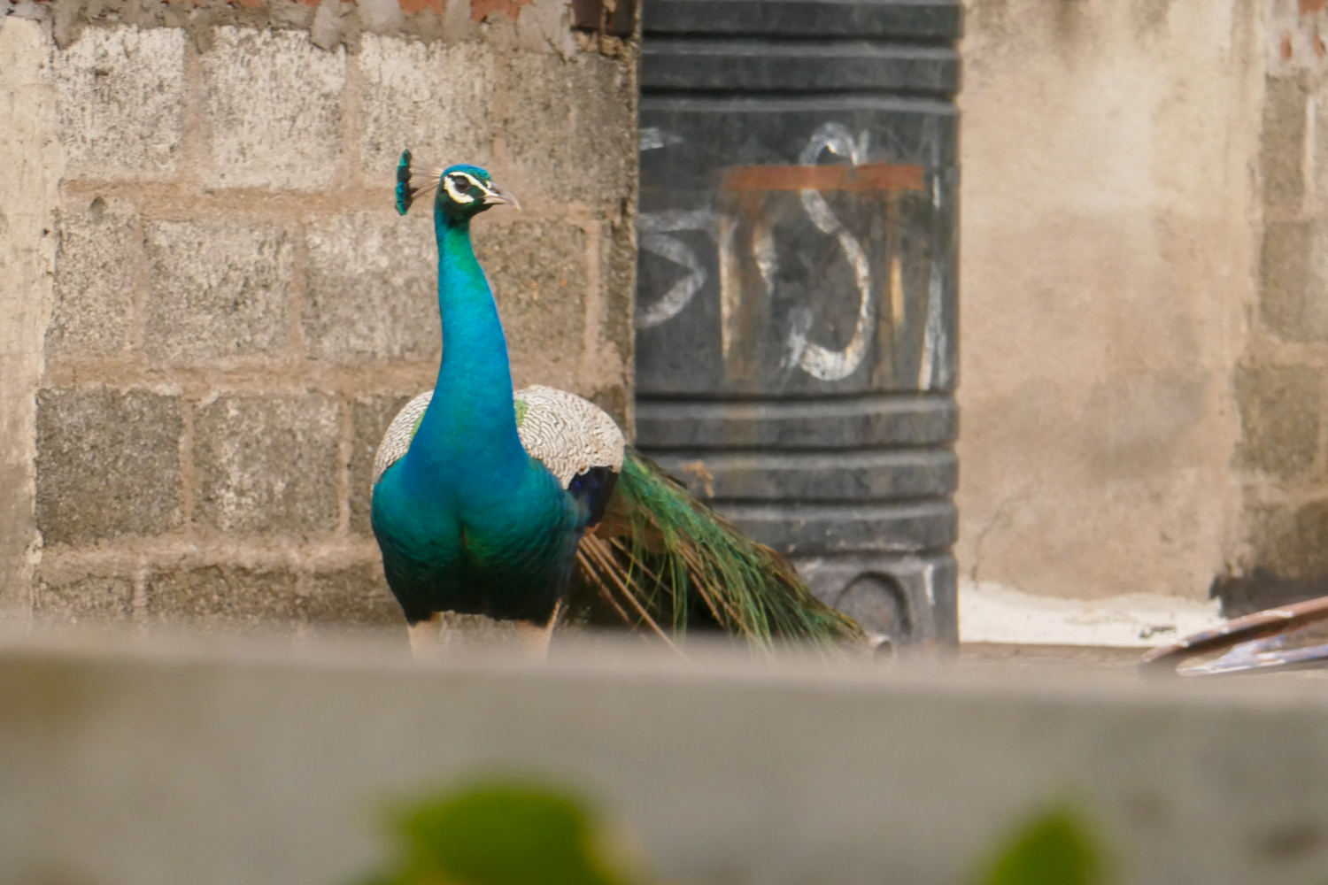 Settling in Sri Lanka
